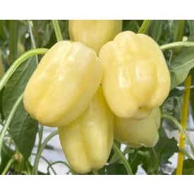 Paprika vetőmag Karola blocky 2000szem NAGY kiszerelés