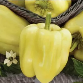 Paprika vetőmag Andreika TV 2000szem NAGY kiszerelés