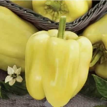 Paprika vetőmag Andreika TV 2000szem NAGY kiszerelés