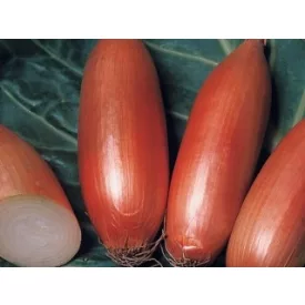 Dughagyma Sonkahagyma Tavaszi kimérős 1kg