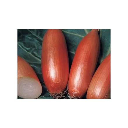 Dughagyma Sonkahagyma Tavaszi kimérős 1kg