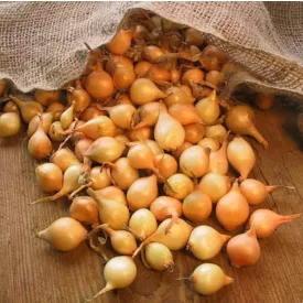 Dughagyma Stuttgarti óriás Tavaszi Kimérős 1kg