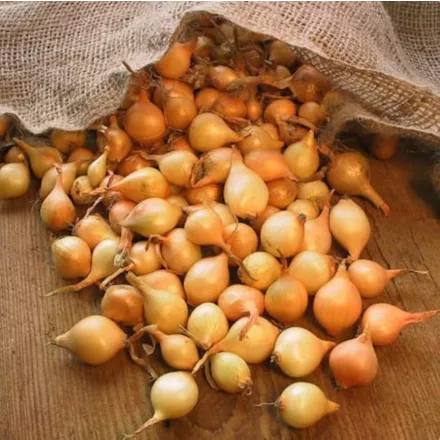 Dughagyma Stuttgarti óriás Tavaszi Kimérős 1kg