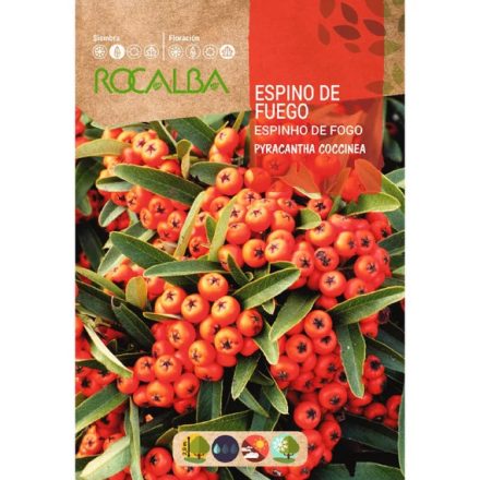 Tűztövis virágmag 1g