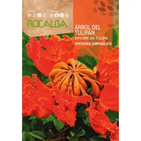Afrikai tulipánfa mag 0,5g