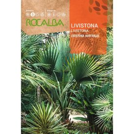 Legyezőpálma Livistona mag 3 szem