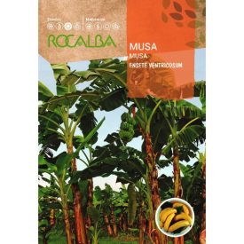 Banán Musa mag 2 szem