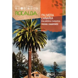 Canaria főnix pálma mag 10g