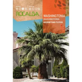 Washington pálma mag 1g