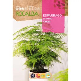 Aszparagus virágmag 0,5g