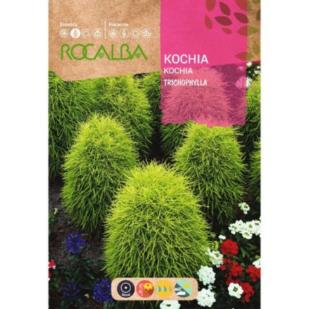 Nyári Ciprus mag 8g