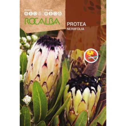 Cukorcserje Protea mag  nerifolia 6 szem