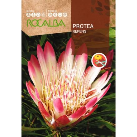 Cukorcserje Protea mag  Repens 6 szem