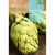 Articsóka mag Vert de Provence 1g