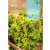Saláta vetőmag Salad Bowl 6g