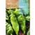 Paprika vetőmag Dulce Italiano 1g
