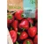 Paprika vetőmag Morron De Conserva 2 1g