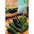 Chili paprika vetőmag Padron 1g