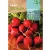 Retek vetőmag Redondo Rojo 10g