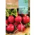 Retek vetőmag Redondo Rojo Crimsongiant 10g