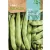 Zöldhüvelyű Bokorbab Romano Bush 50g