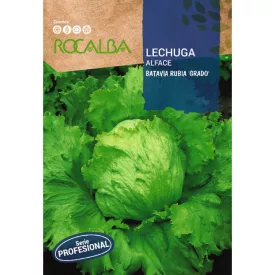 Saláta vetőmag Batavia Rubia Grado 50 szem
