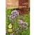 Oregano BIO minősítésű ECO vetőmag 0,2g