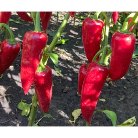 Fűszerpaprika vetőmag Szilaj F1 10szem