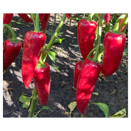 Fűszerpaprika mag  Szilaj F1 10szem