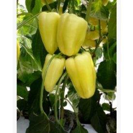 Paprika mag  Bernita F1 10 szem