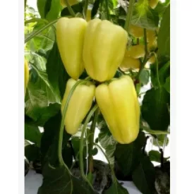 Paprika vetőmag Bernita F1 10 szem