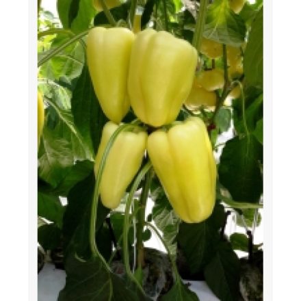 Paprika mag  Bernita F1 10 szem