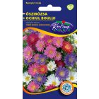 Őszirózsa Törpe bokros virágmag színkeverék