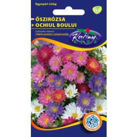 Őszirózsa Törpe bokros virágmag színkeverék