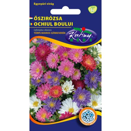 Őszirózsa Törpe bokros virágmag színkeverék