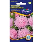 Őszirózsa Tűszirmú virágmag bíbor