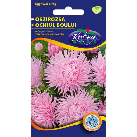 Őszirózsa Tűszirmú virágmag bíbor