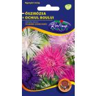 Őszirózsa Tűszirmú virágmag színkeverék