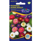 Őszirózsa amerikai bokros virágmag színkeverék