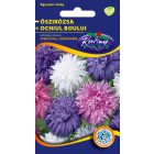 Őszirózsa strucctoll virágmag színkeverék