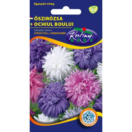 Őszirózsa strucctoll virágmag színkeverék