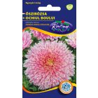 Őszirózsa Prinzess virágú virágmag rózsaszín