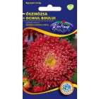 Őszirózsa Prinzess virágú virágmag piros