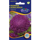 Őszirózsa Prinzess virágú virágmag lila