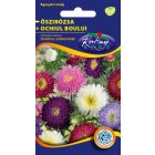 Őszirózsa Prinzess virágú virágmag színkeverék