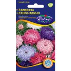 Őszirózsa Teltvirágú virágmag színkeverék