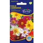 Dália virágmag egyszerű virágú színkeverék