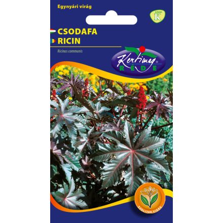 Csodafa virágmag piroslevelű Ricinus communis