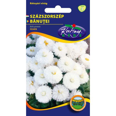 Százszorszép virágmag teltvirágú fehér