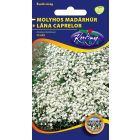 Molyhos madárhúr virágmag Cerastium tomentosum fehér
